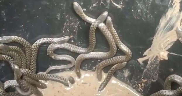 Snakes Video: 30 से ज्यादा सांप घर के बाथरूम में रेंगते मिले!