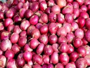 Onion Stock: प्याज और न रुलाए!  सामान्य मानसून से राहत की उम्मीद